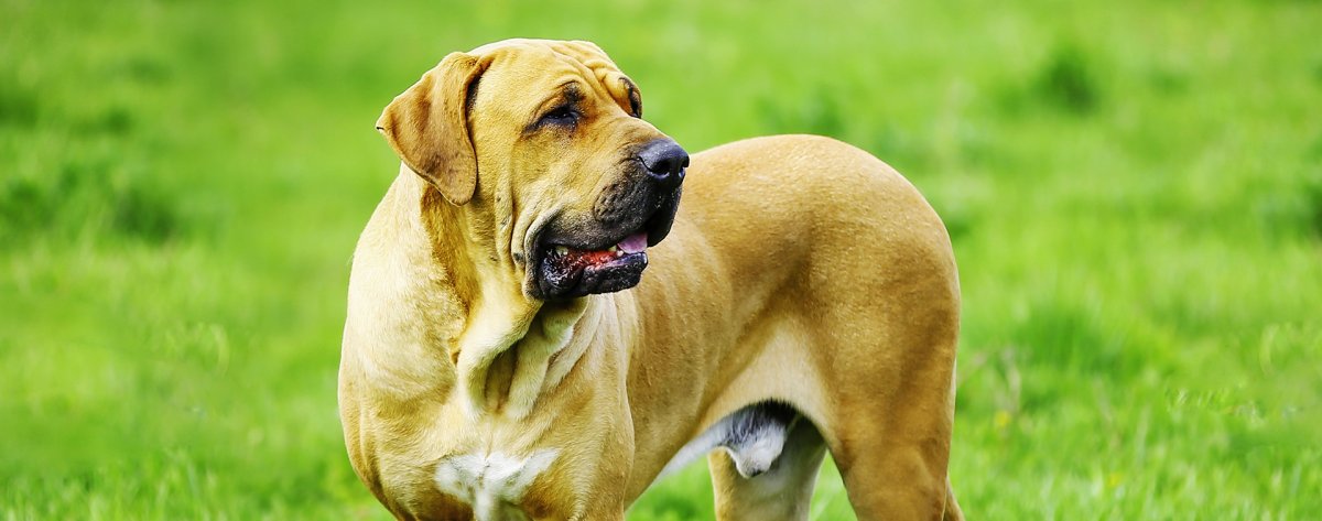 Обследование на мастиы