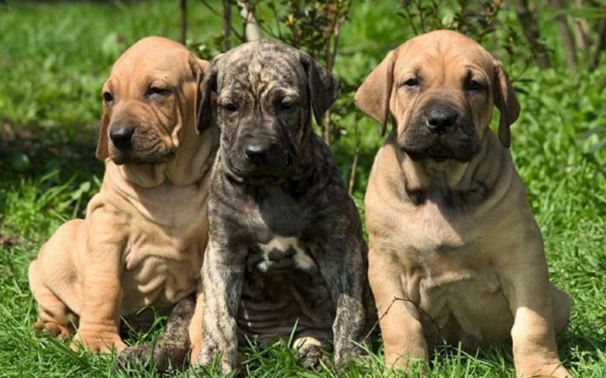 Бразильский мастиф Фила бразилейро