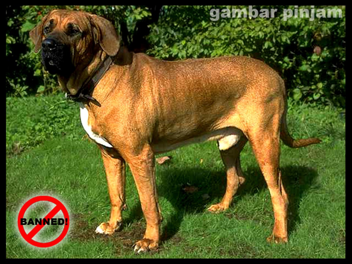 Бразильская сторожевая собака