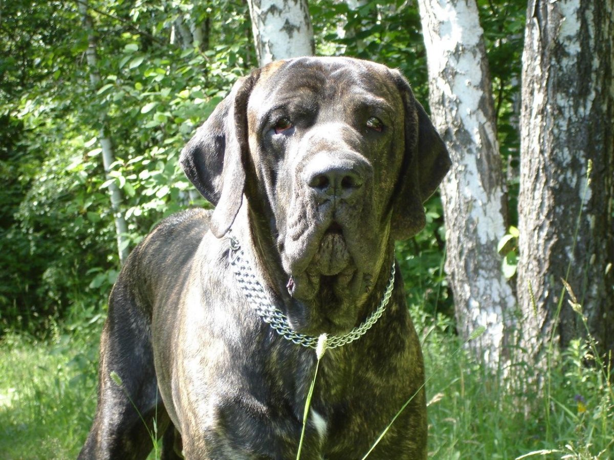 Бразильский мастиф