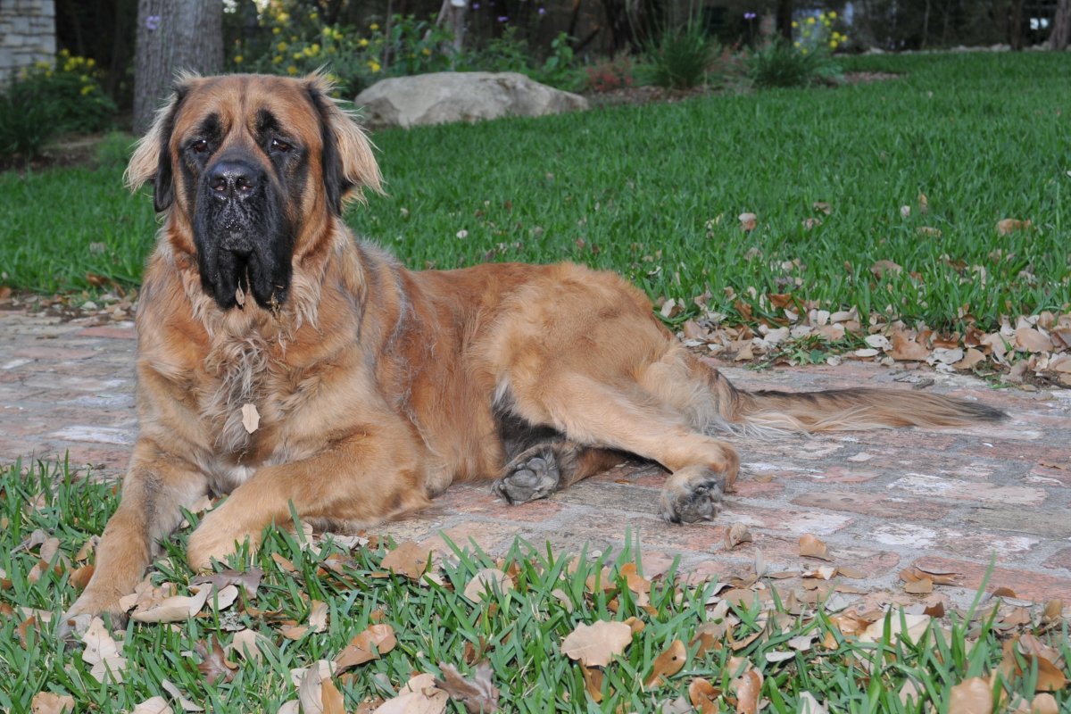 Бразильский мастиф