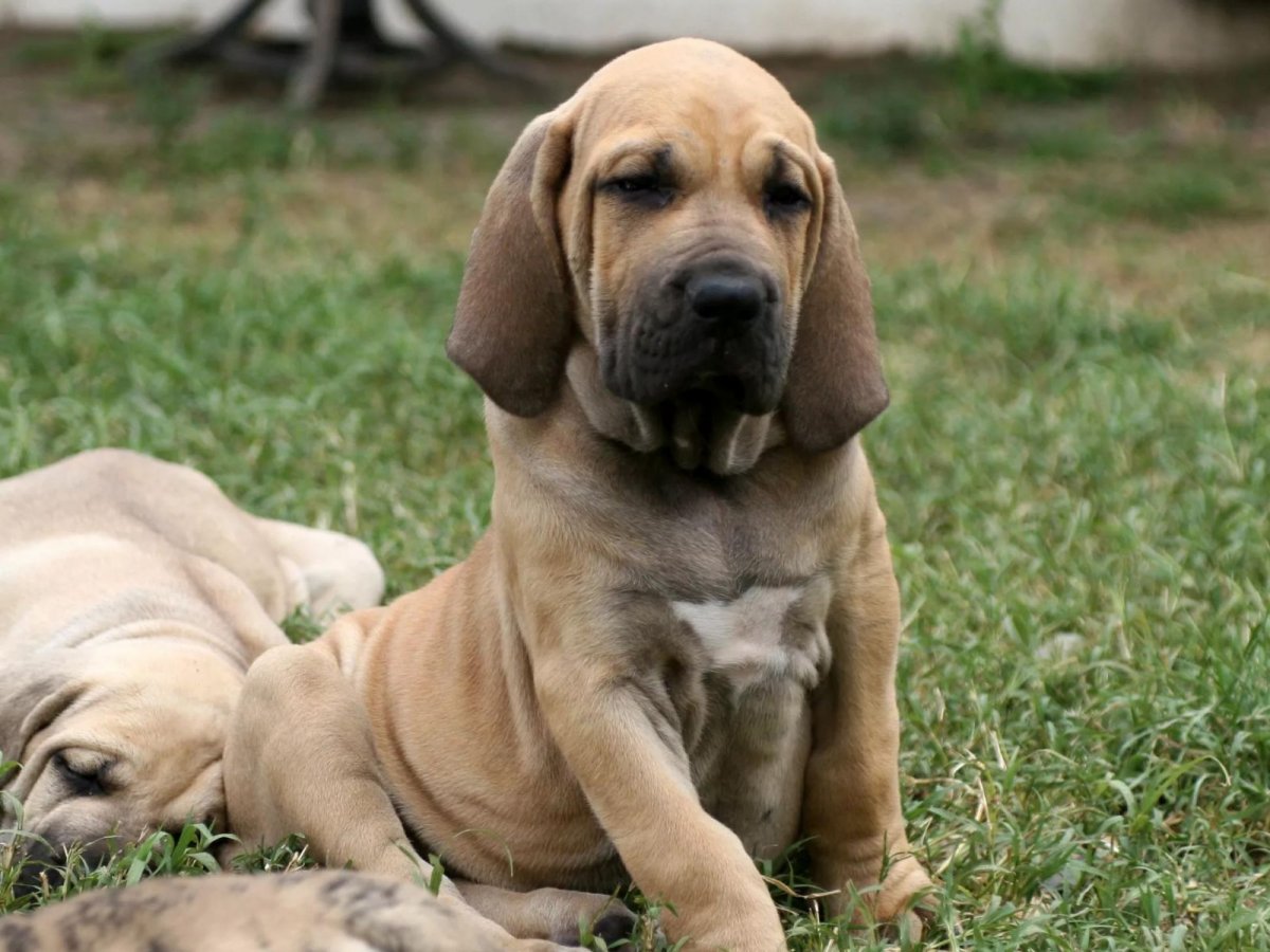 Мастиф Бразильеро