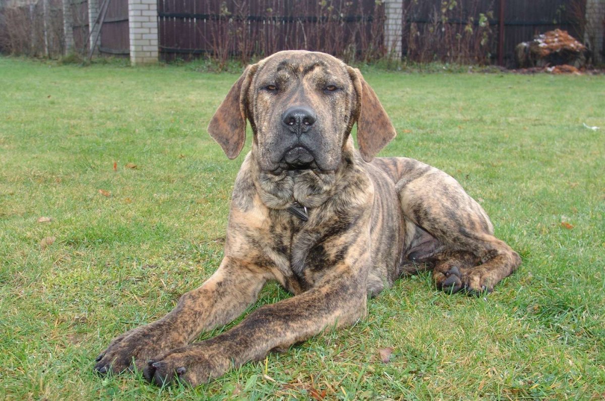 Фила бразилейро мастиф