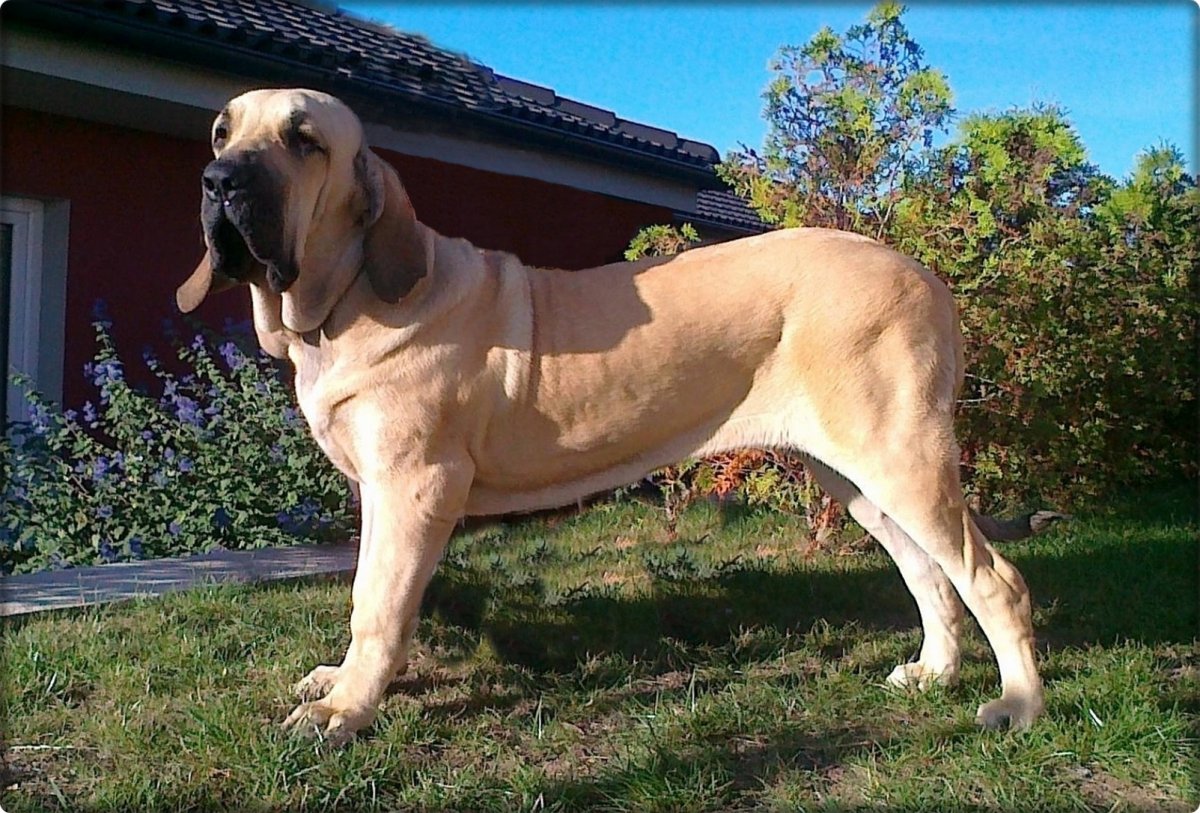 Фила бразилейро порода собак