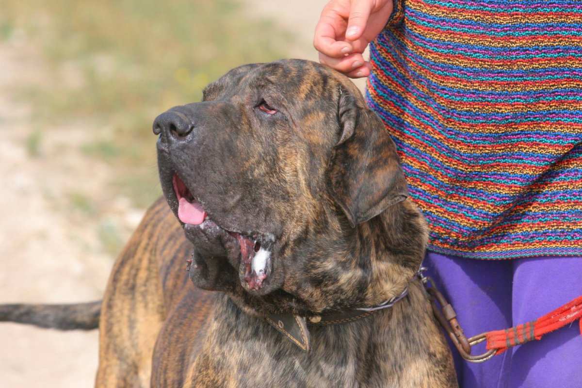 Фила бразилейро мастиф