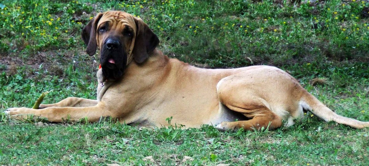 Фила бразилейро