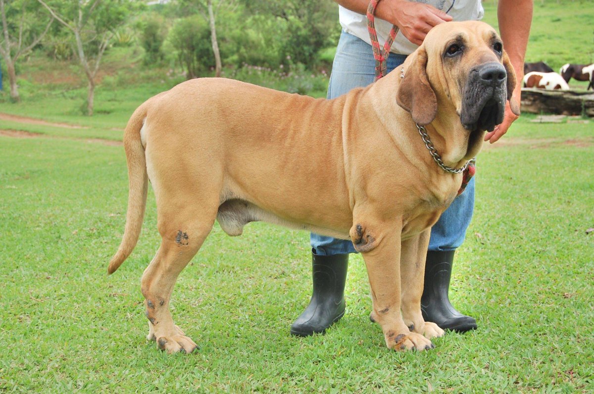 Фила бразилейро+дог