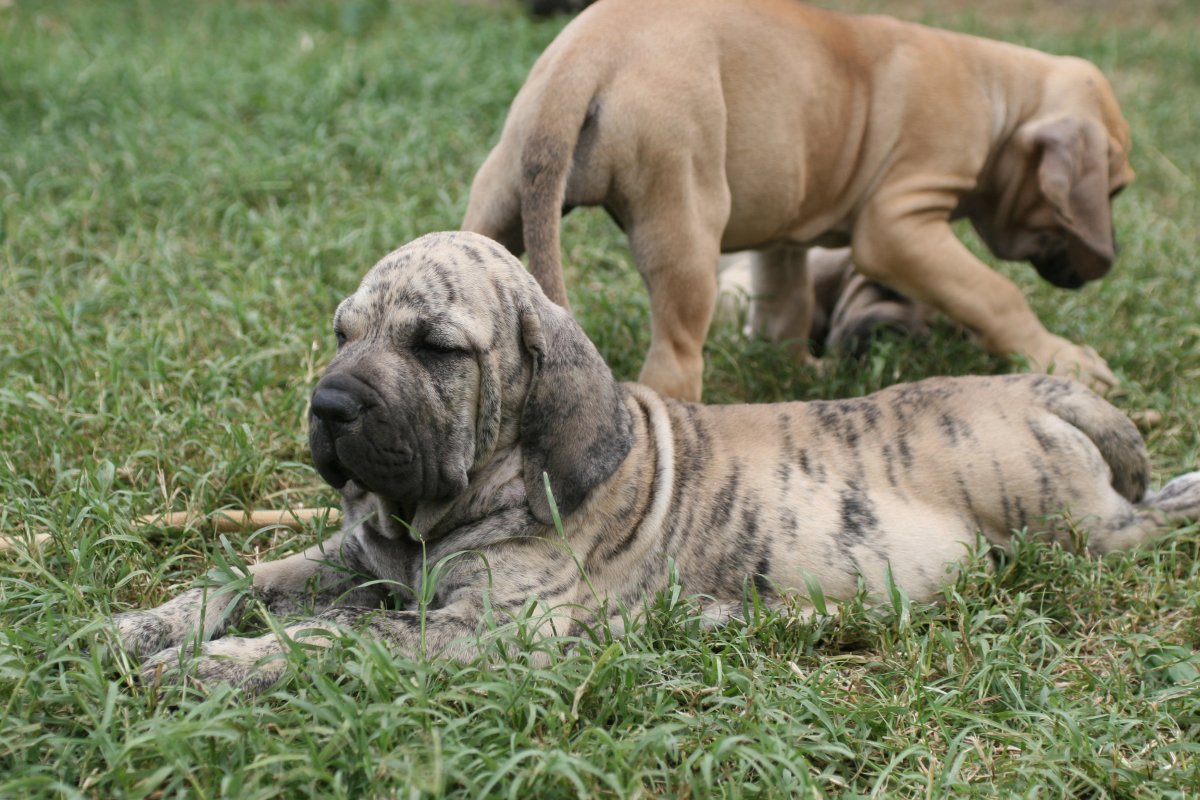 Собака филабразелейра