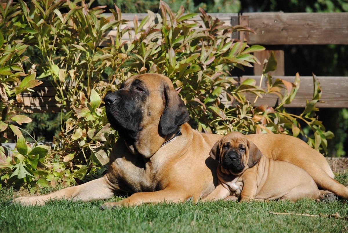 Бельгийский мастиф