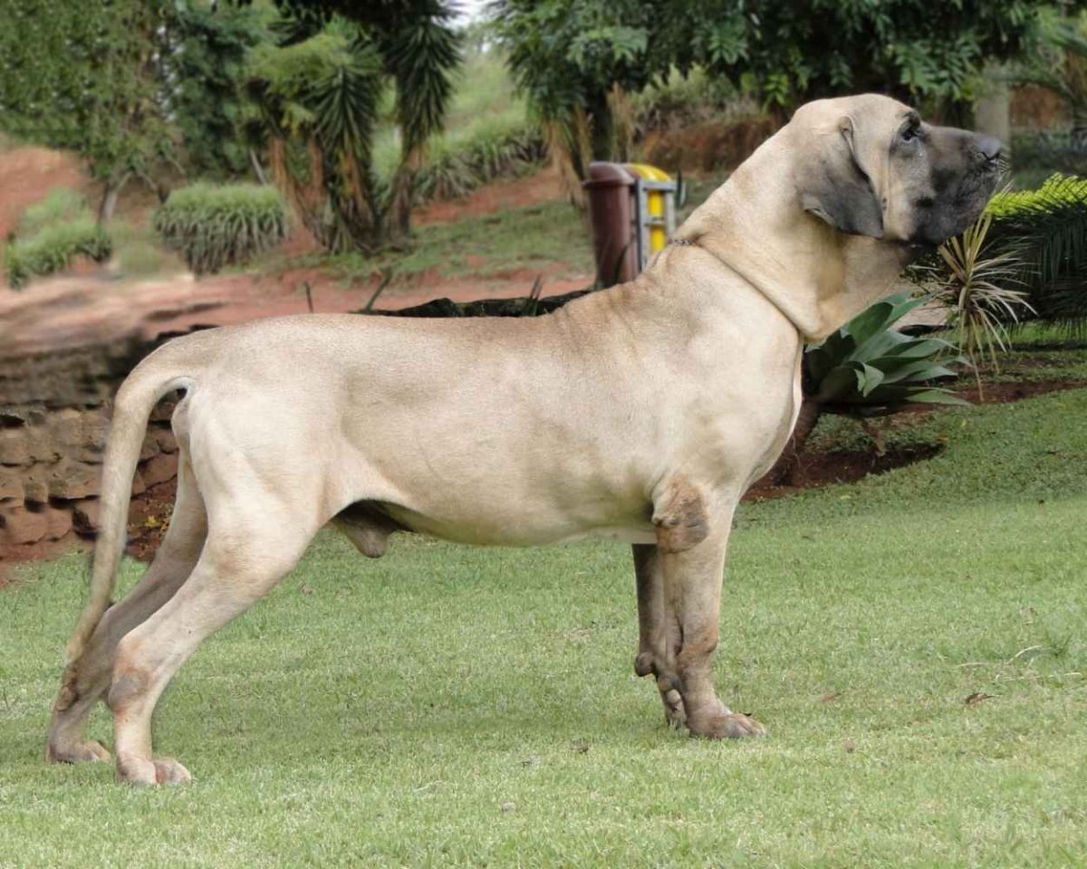 Фила бразилейро порода