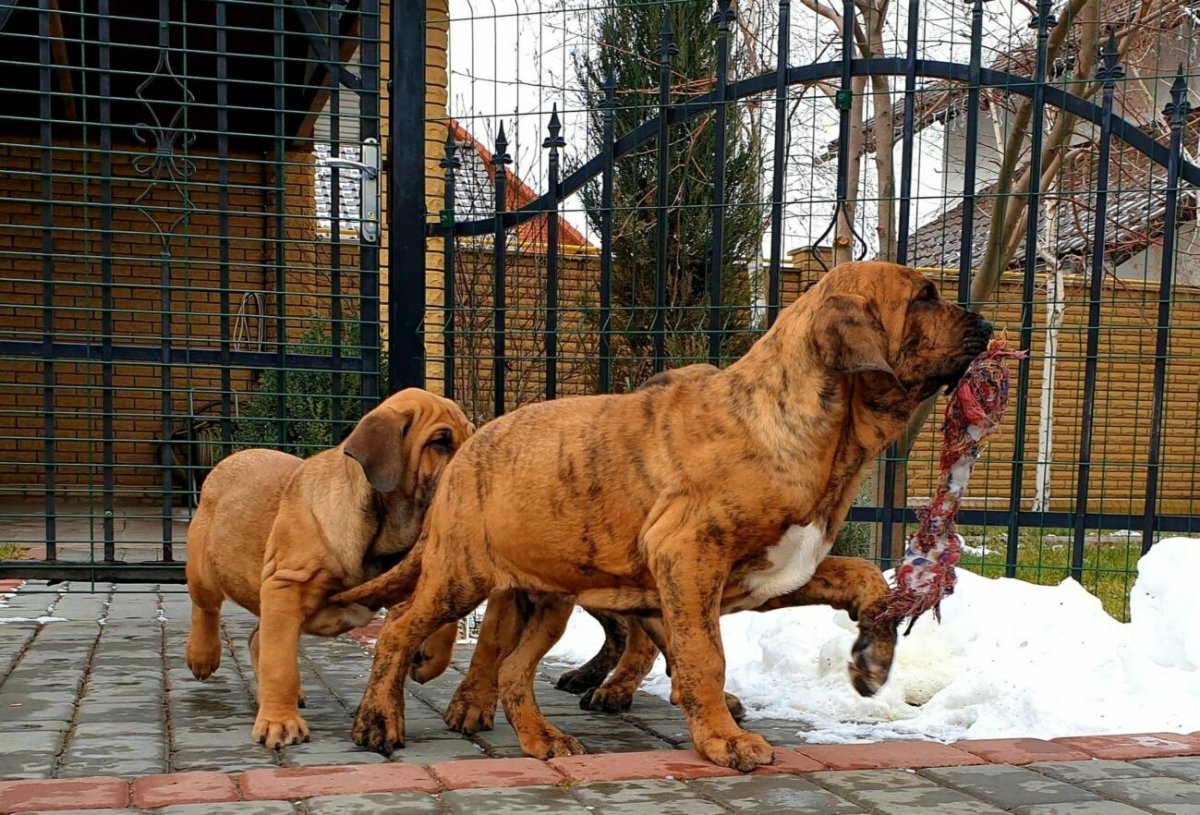 Бразильский мастиф Фила бразилейро