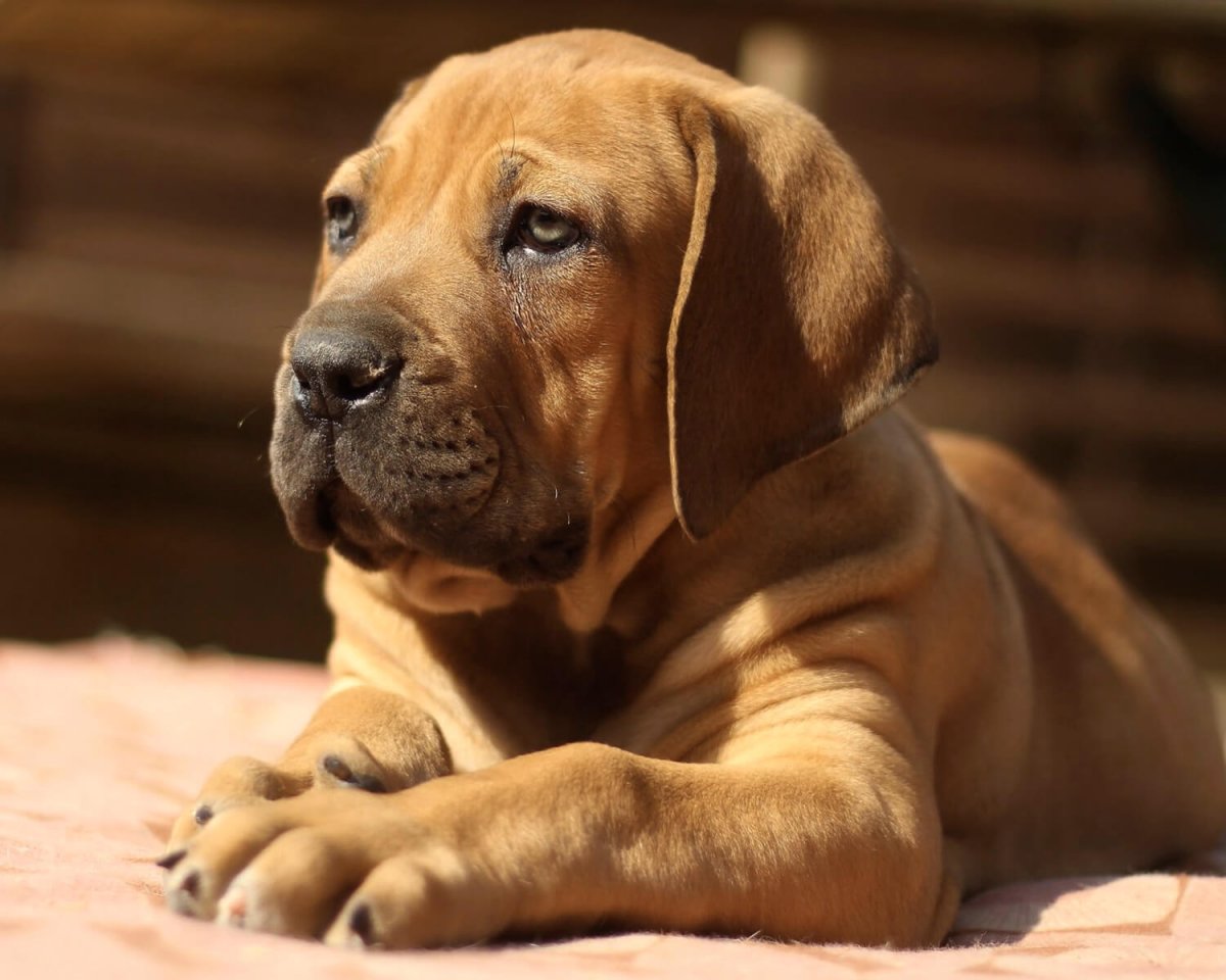 Выставка филобразильеро