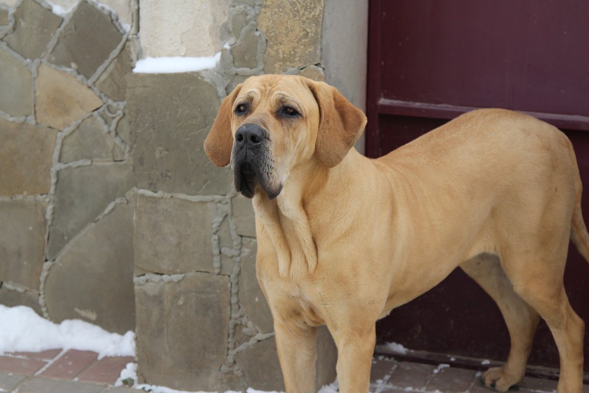 Фила бразилейро тигровый окрас