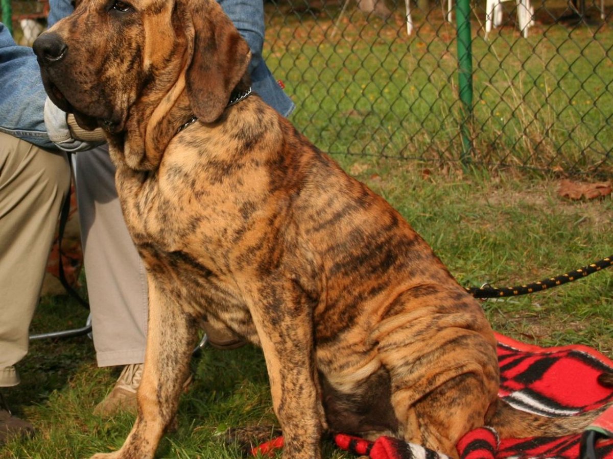 Фила бразилейро с человеком