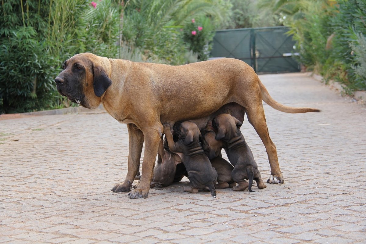 Южноафриканский бурбуль vs