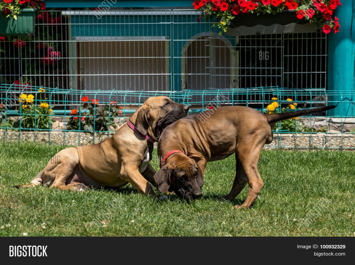 Порода Филиппа бразилейро
