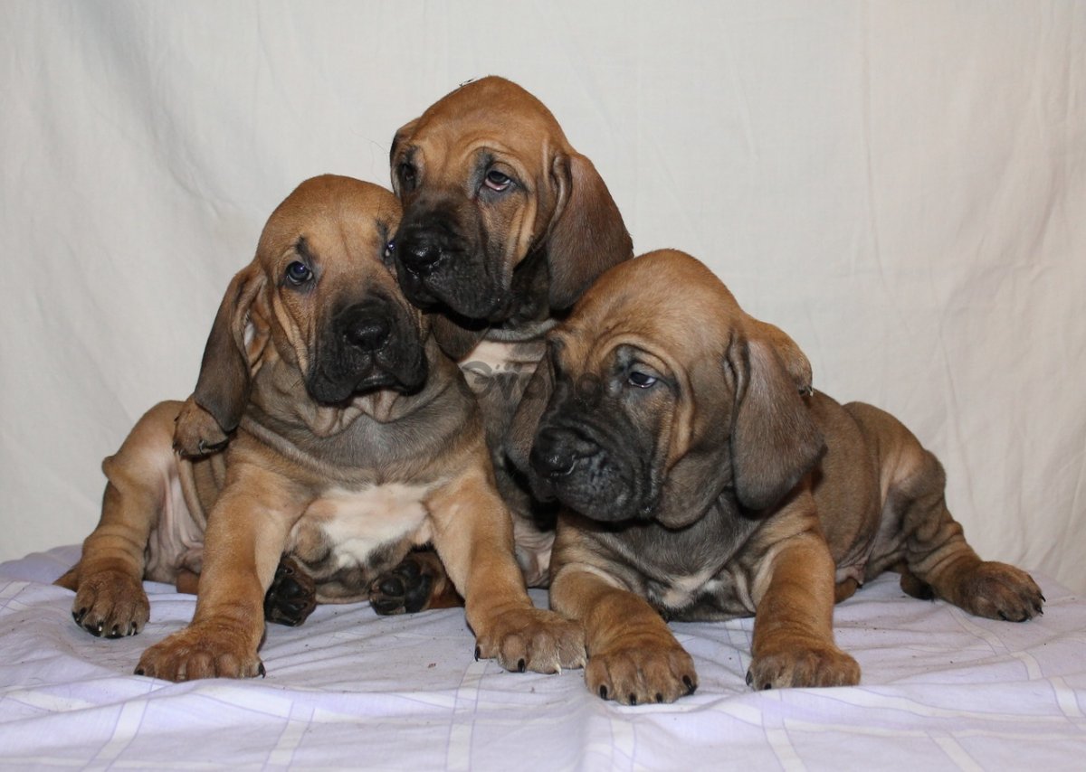 Фила бразилейро альбинос