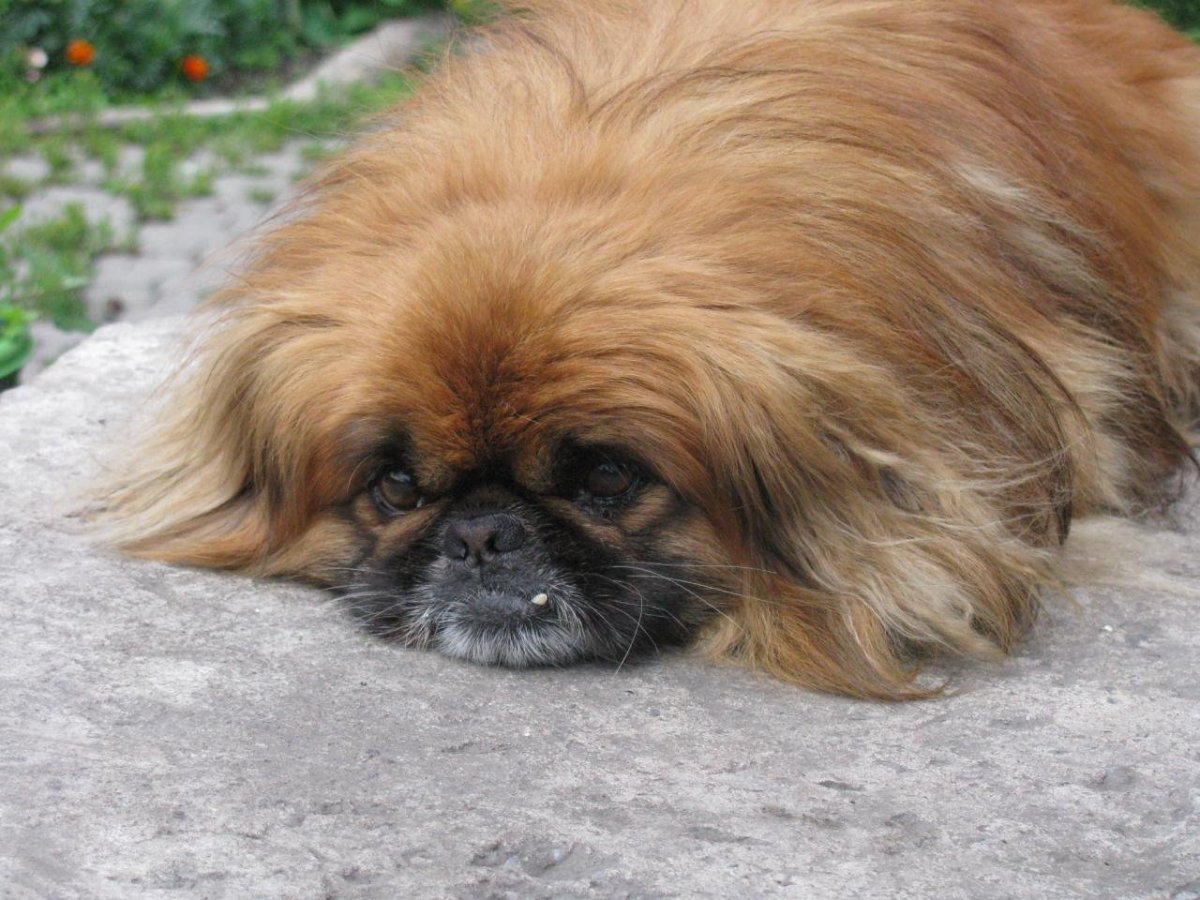 Карликовый Пекинес гладкошерстный