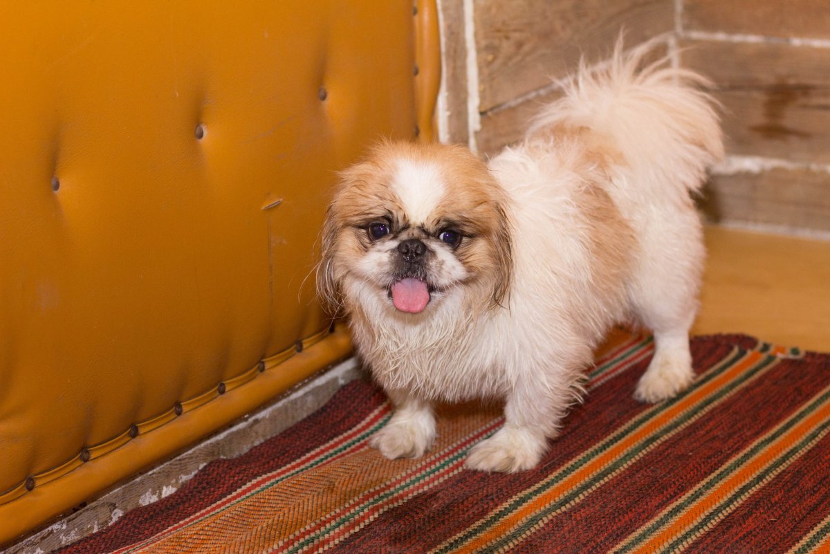 Карликовый Пекинес гладкошерстный