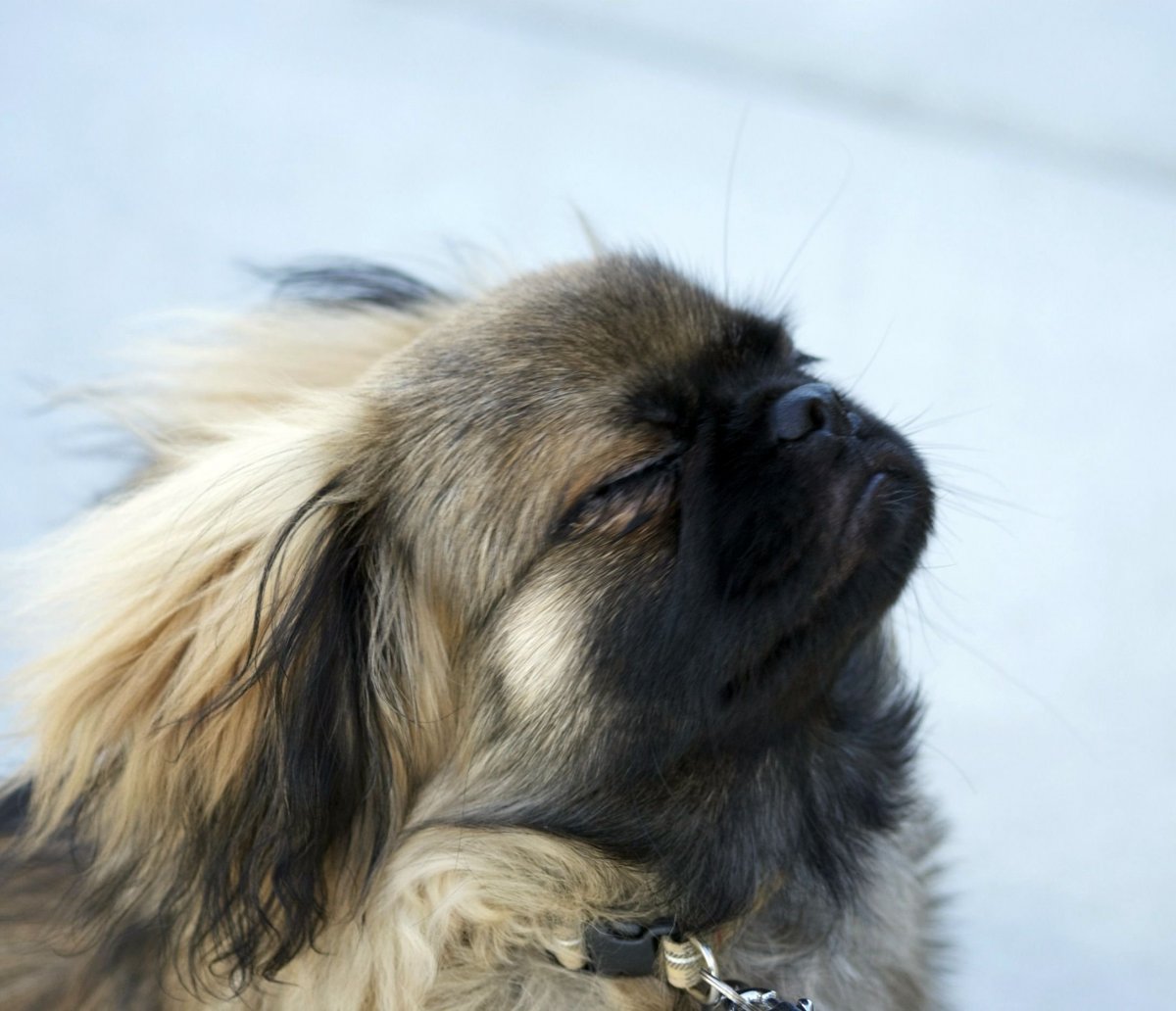 Императорский Пекинес щенки