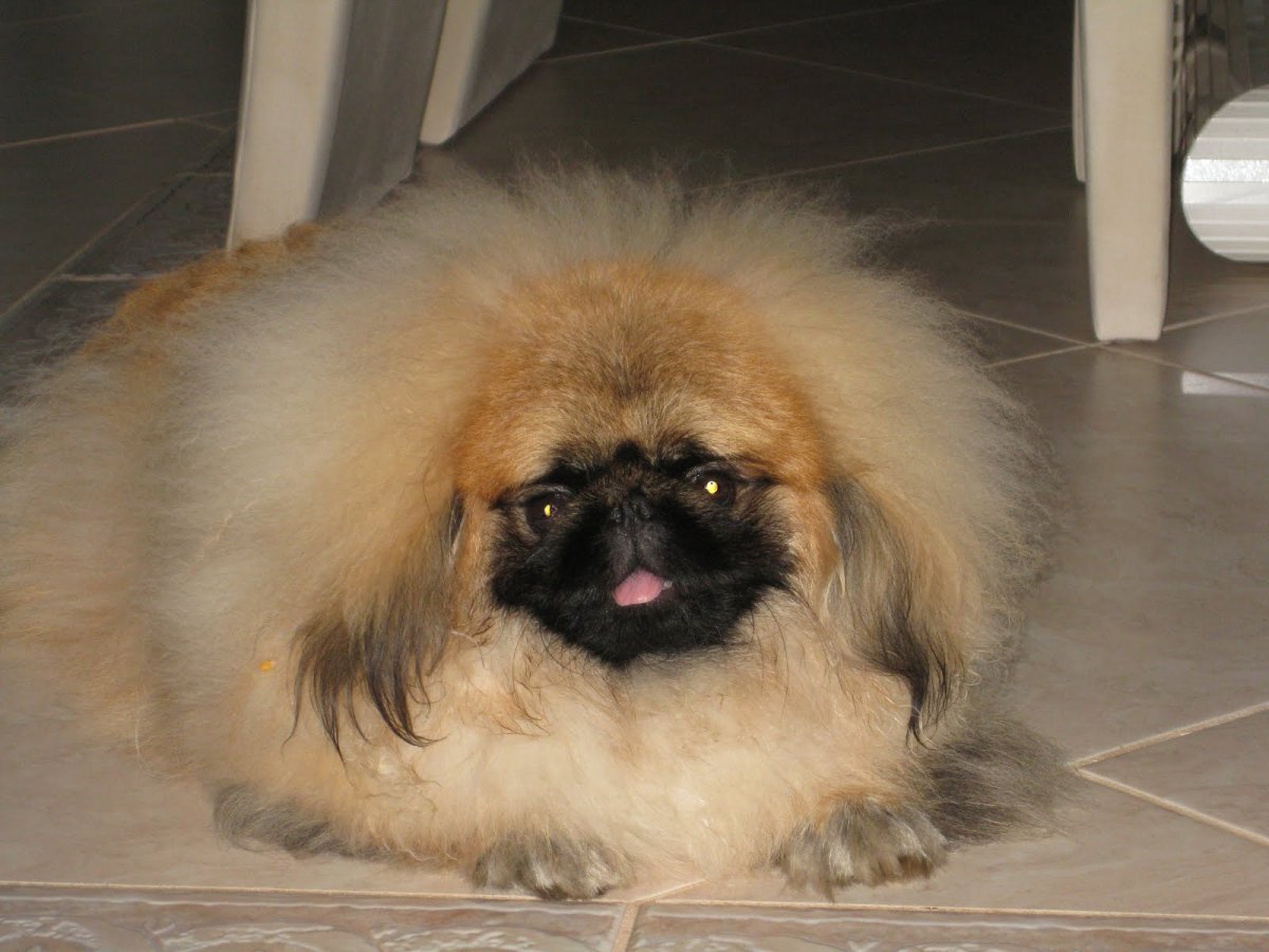 Пекинес собака гладкошерстный