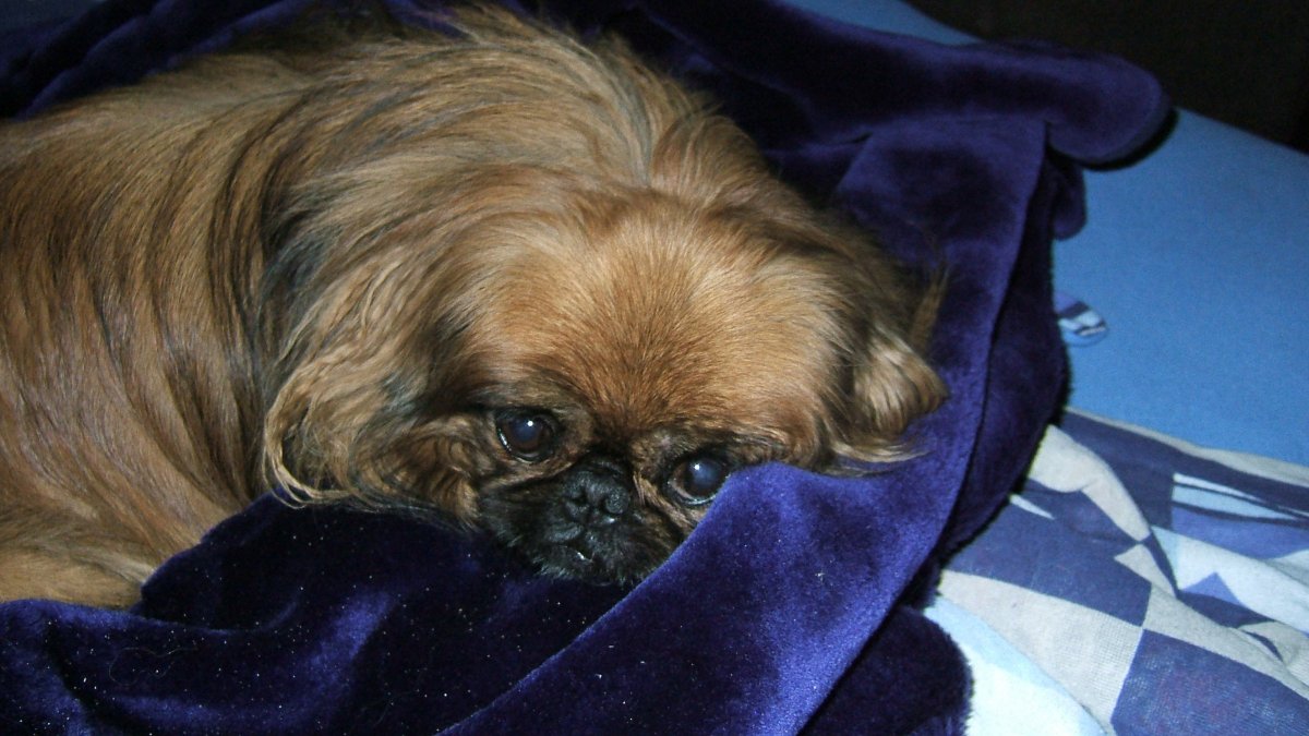 Пекинес собака гладкошерстный