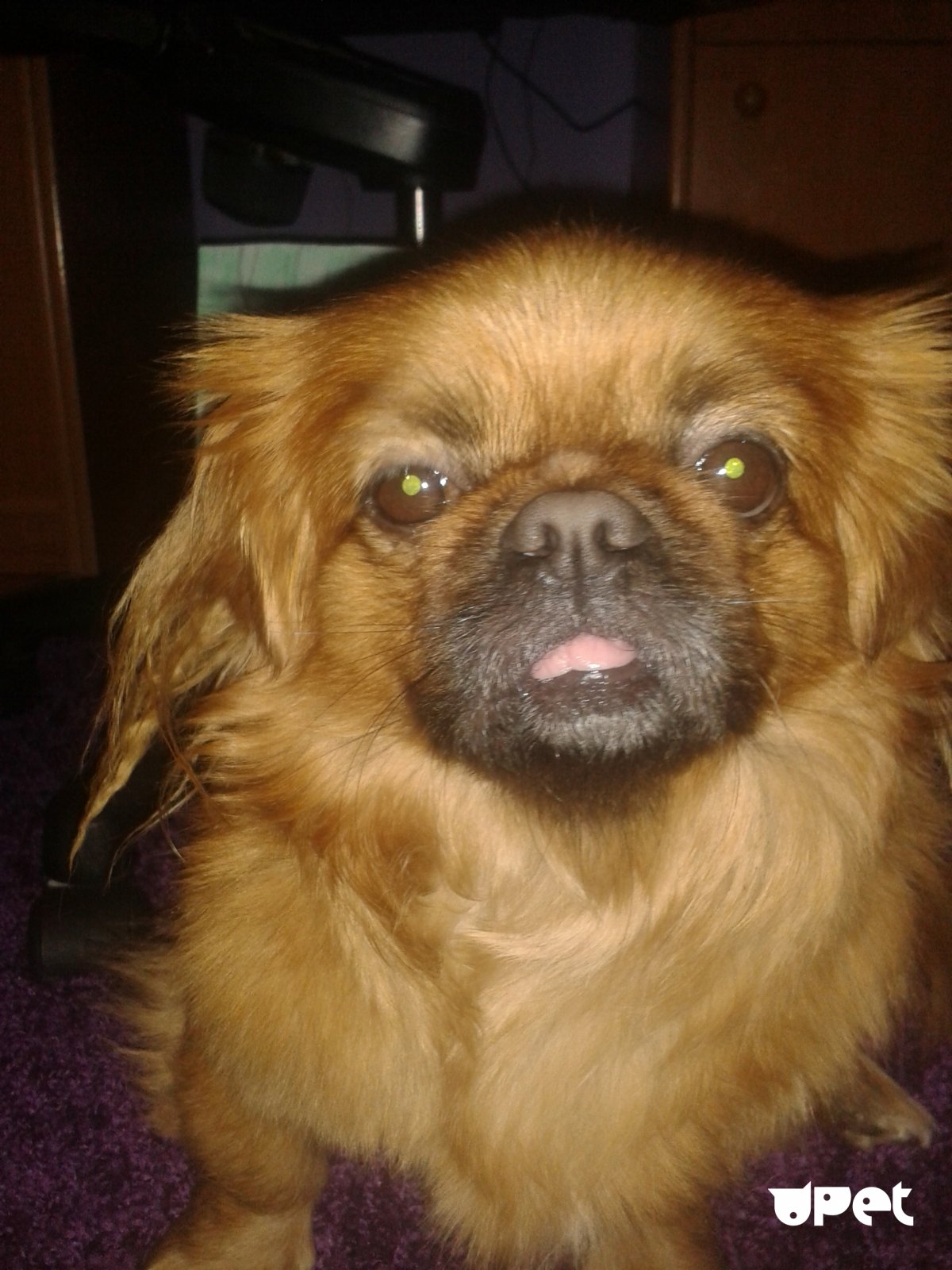 Пекинес Топчий