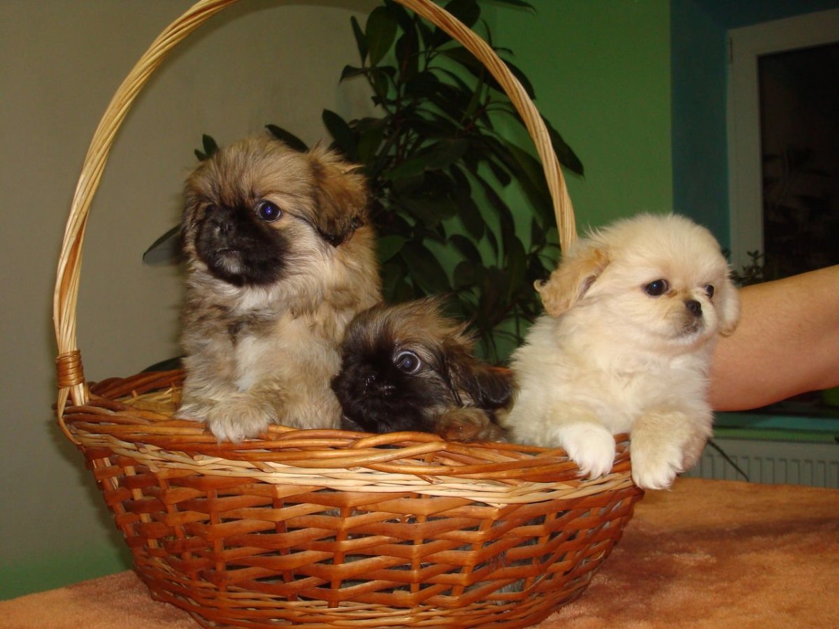 Собака Пекинес