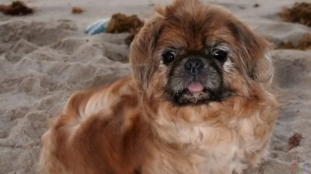 Порода собак Пекинес