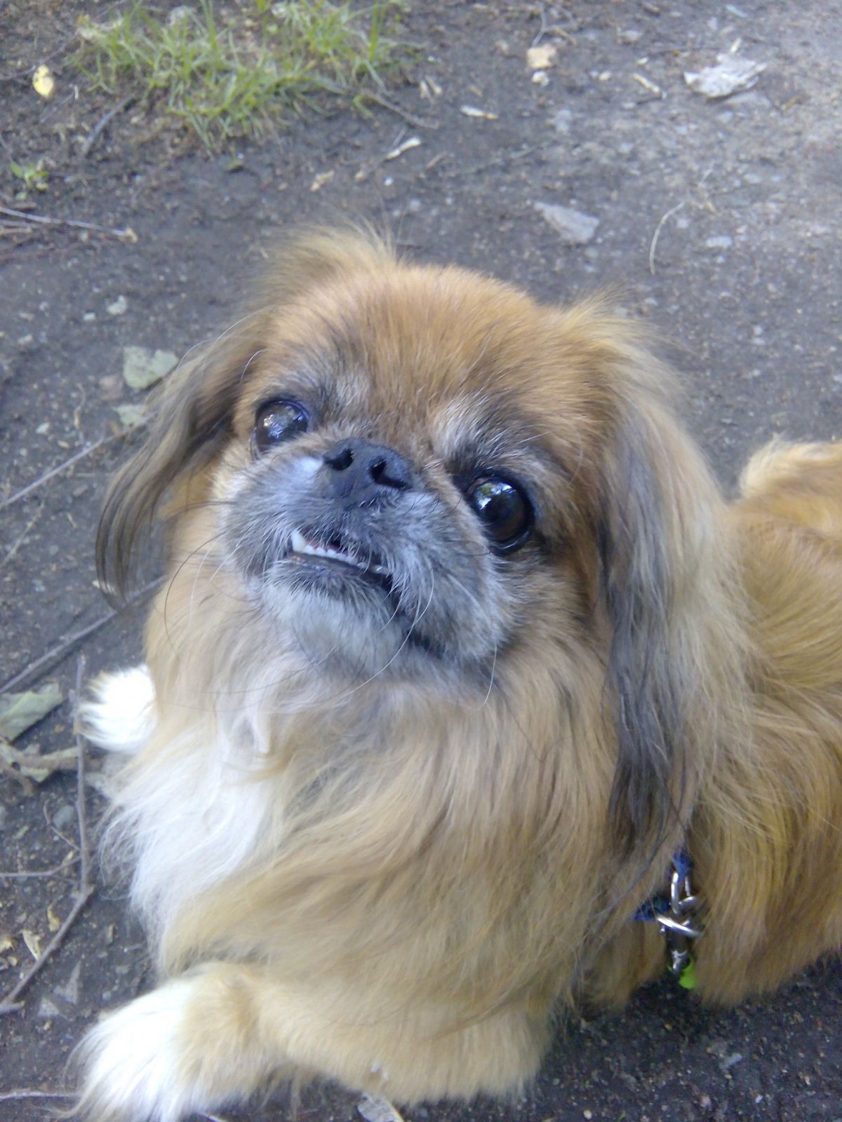 Императорский Пекинес щенки