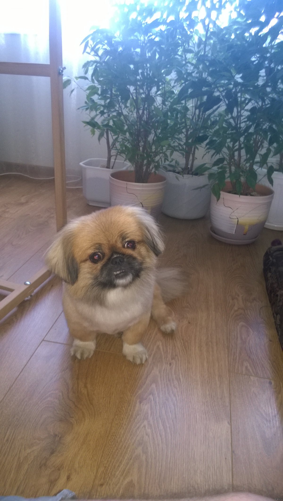 Пекинес карликовый короткошерстный