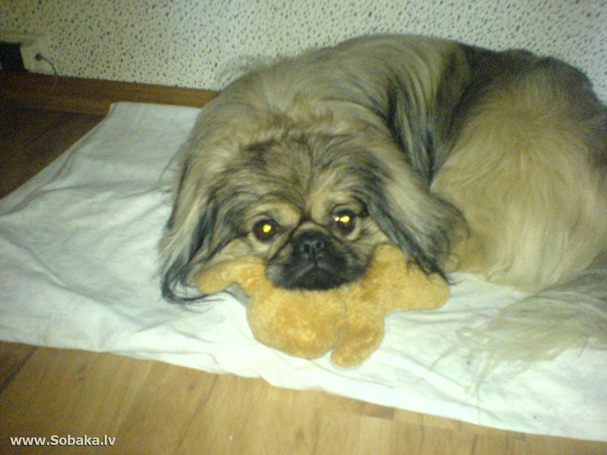 Пекинес гладкошерстный Королевский