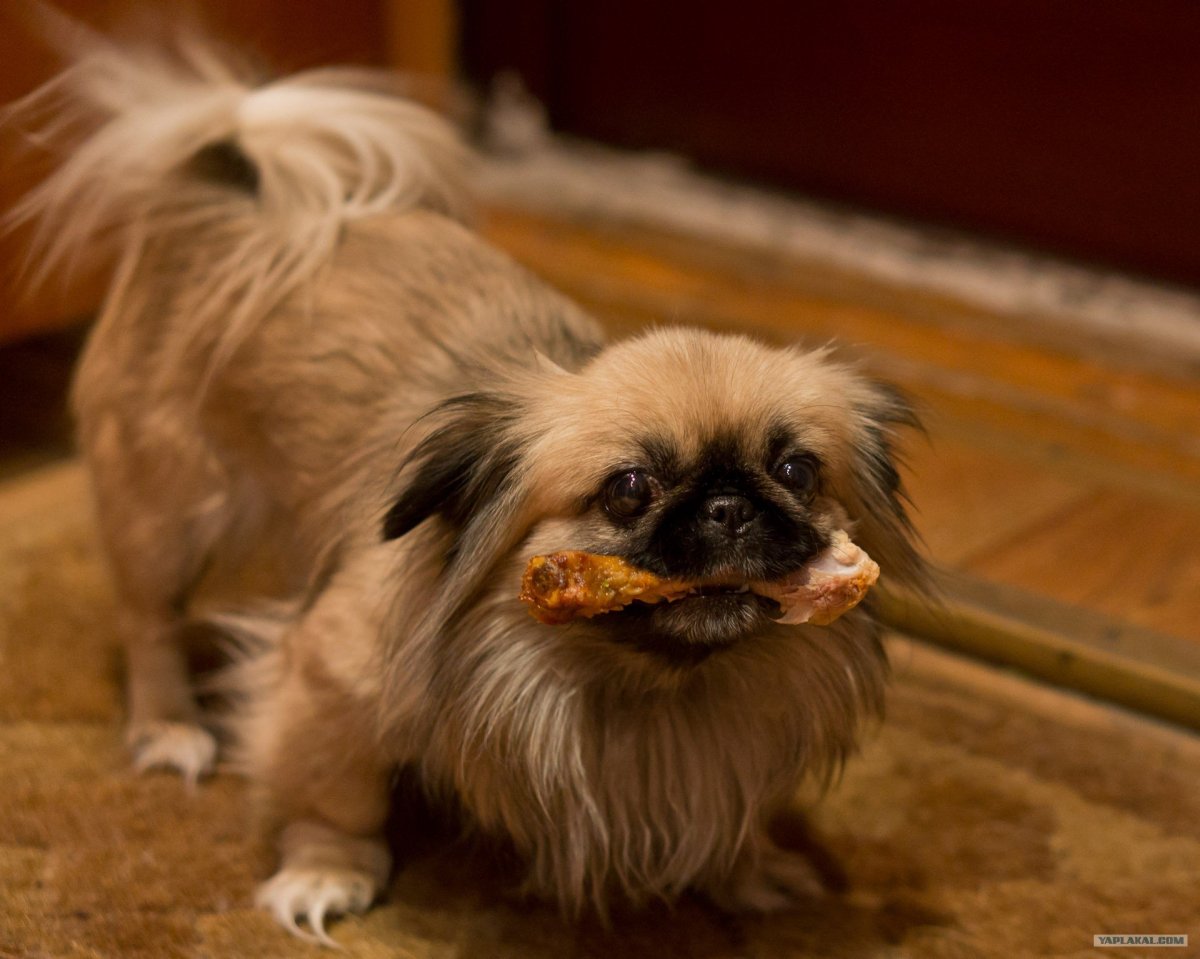 Обезьяна похожая на пекинеса