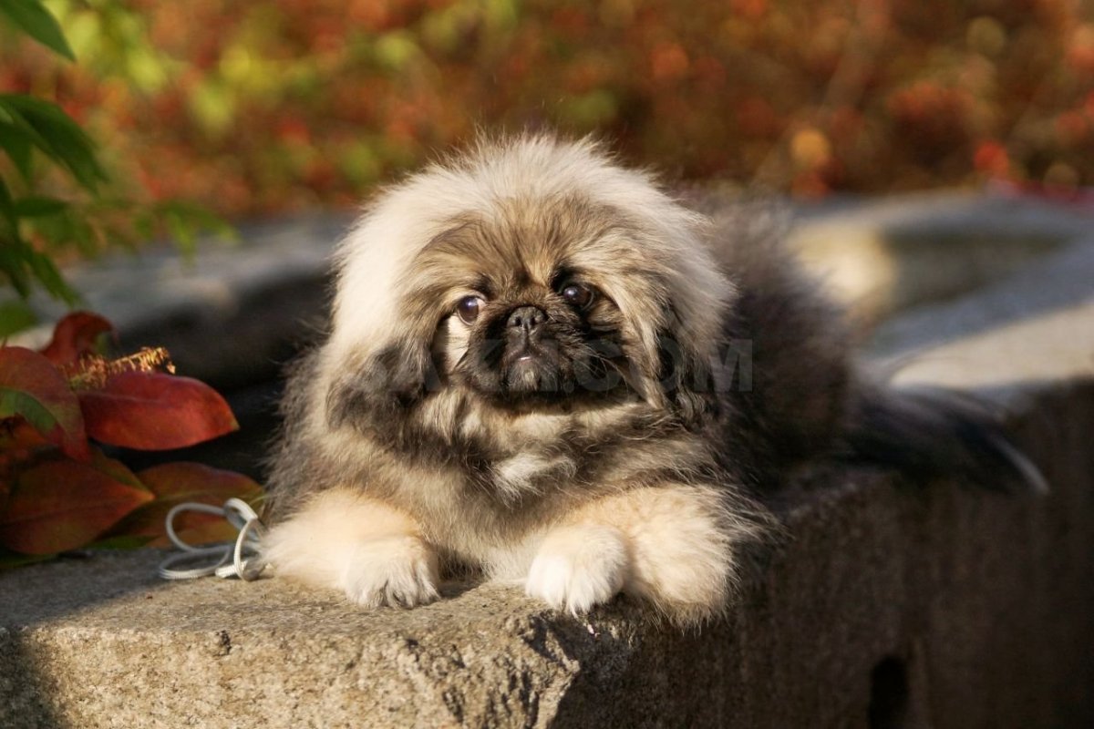 Пекинес и такса