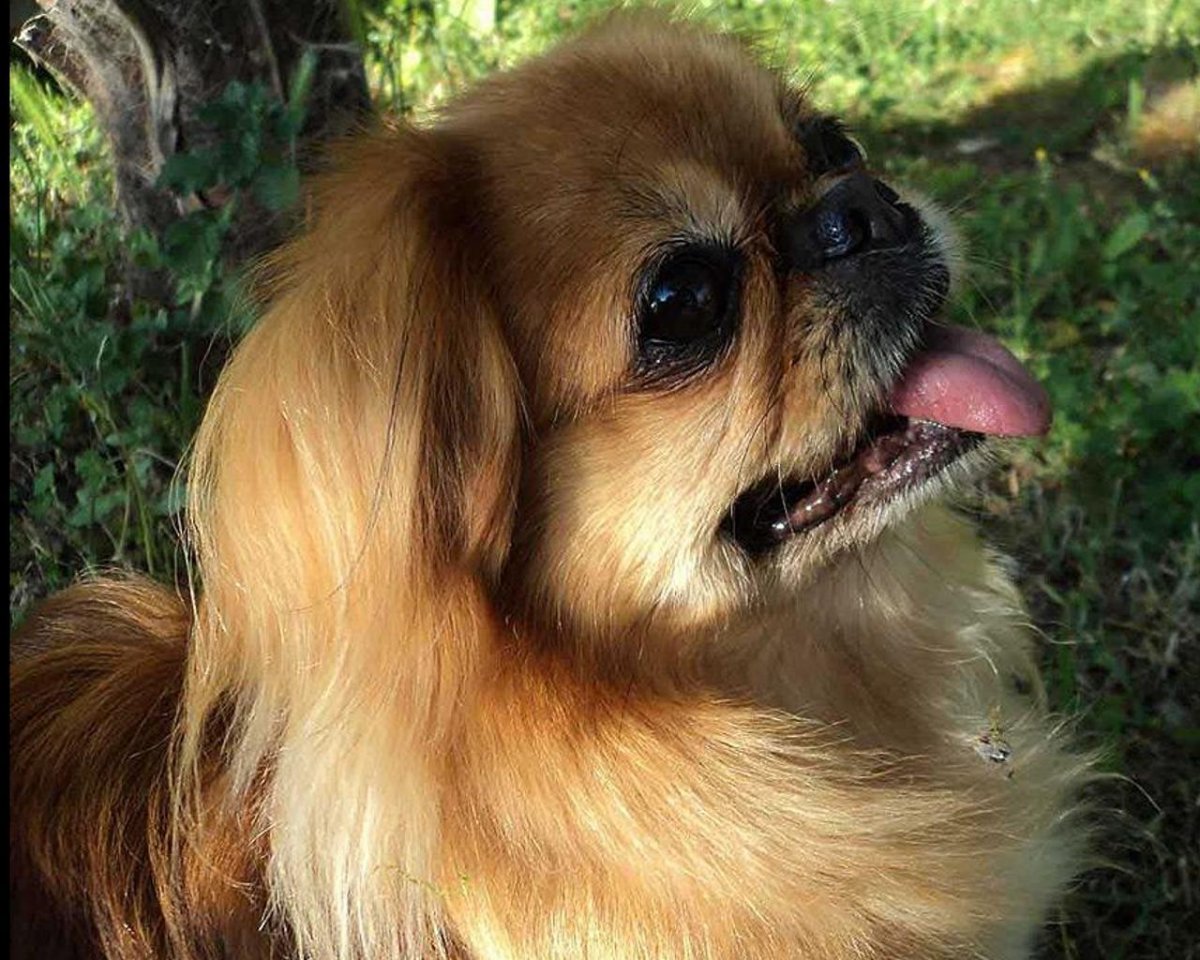 Собака Пекинес