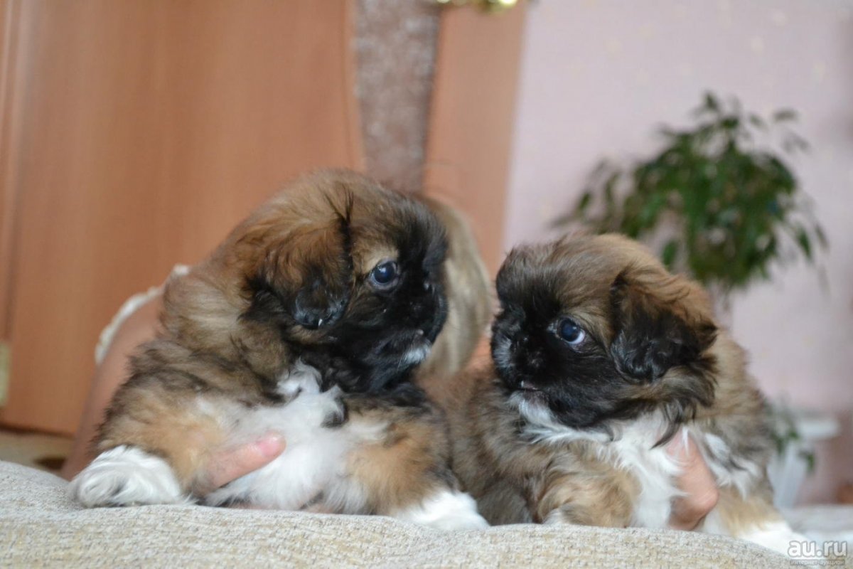 Собака Пекинес короткошерстный