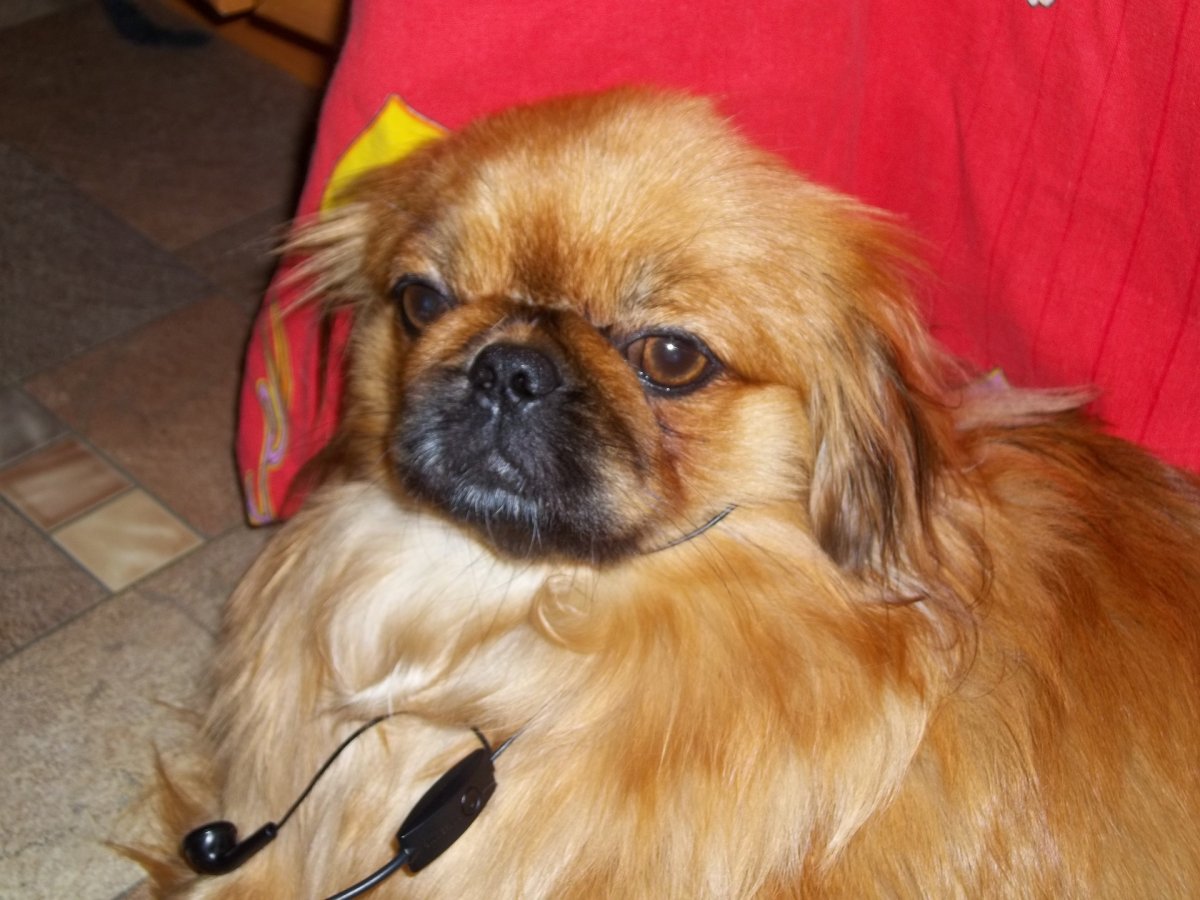 Собака Пекинес