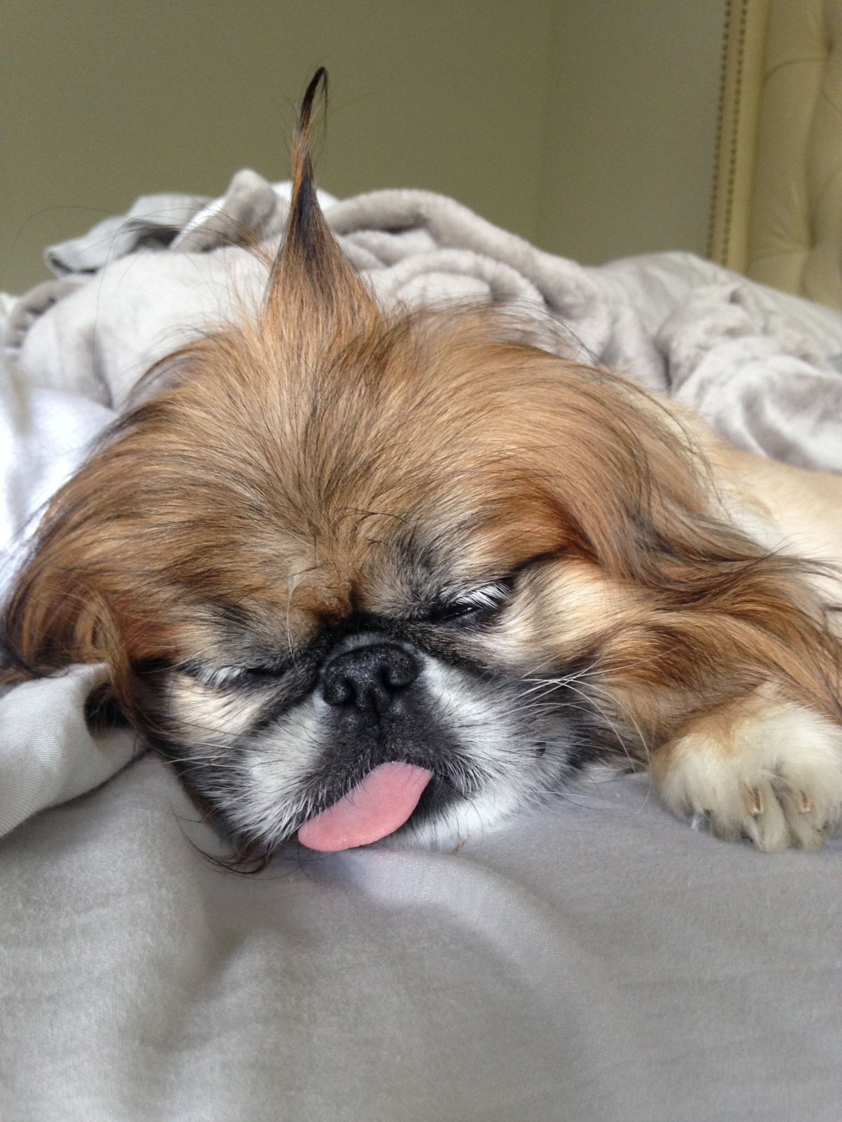 Пекинес лохматый