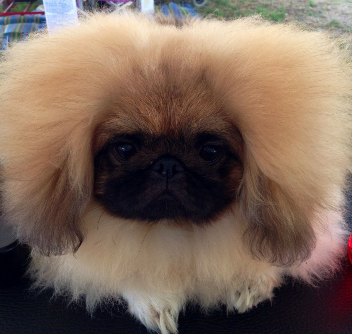 Гладкошерстная порода Пекинес