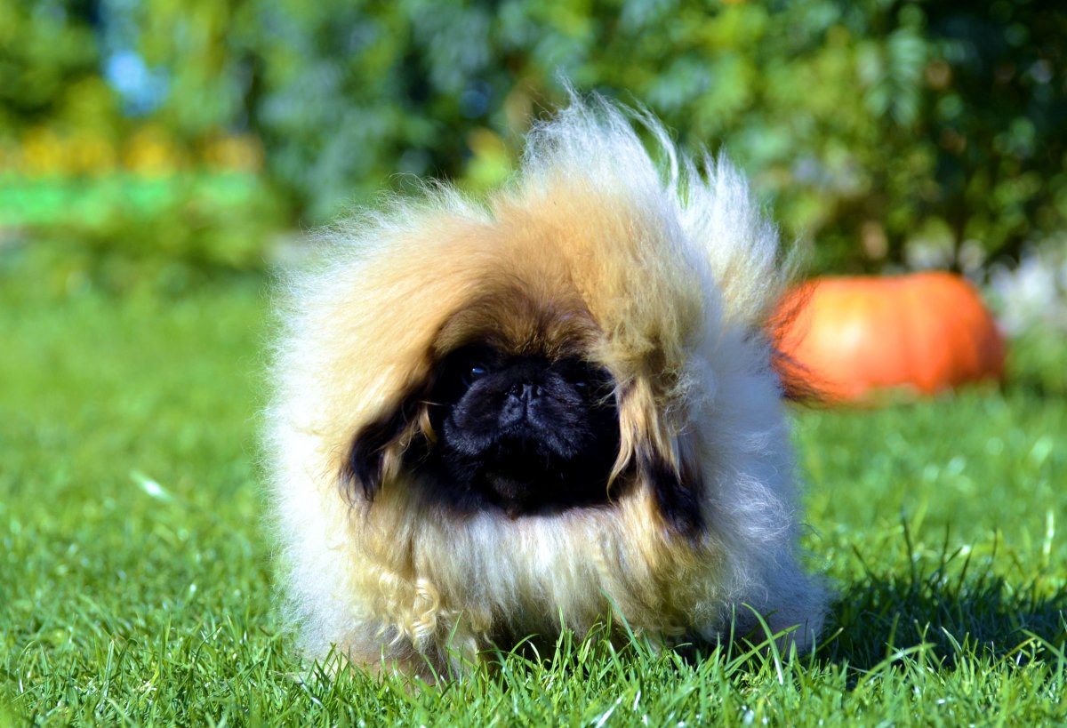 Тибетский кокер спаниель