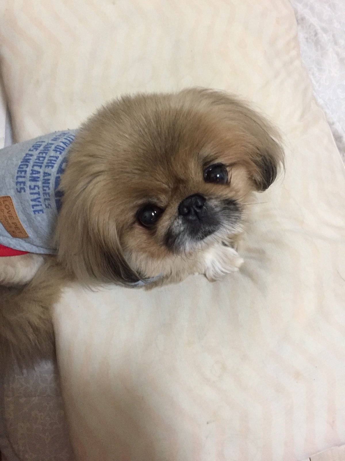 Пекинес бело рыжий