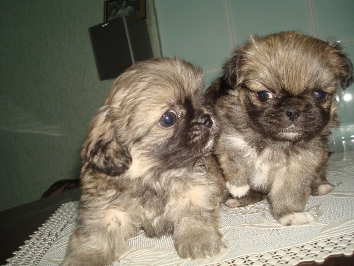 Пекинес Янтарный