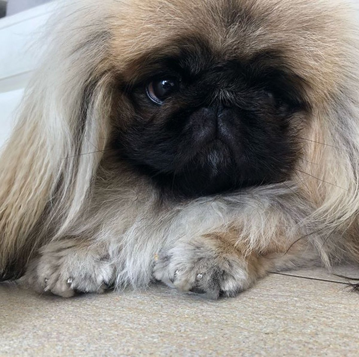 Пекинес биколор