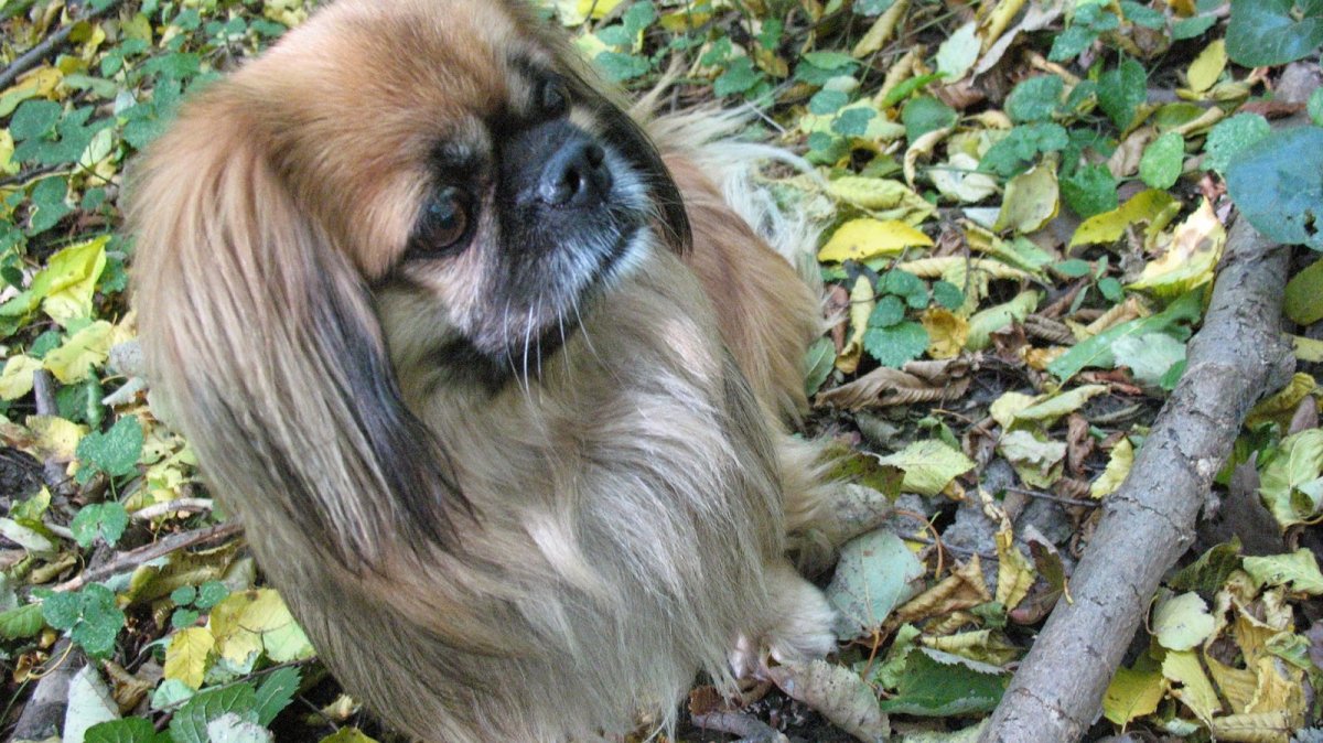 Пекинес и такса