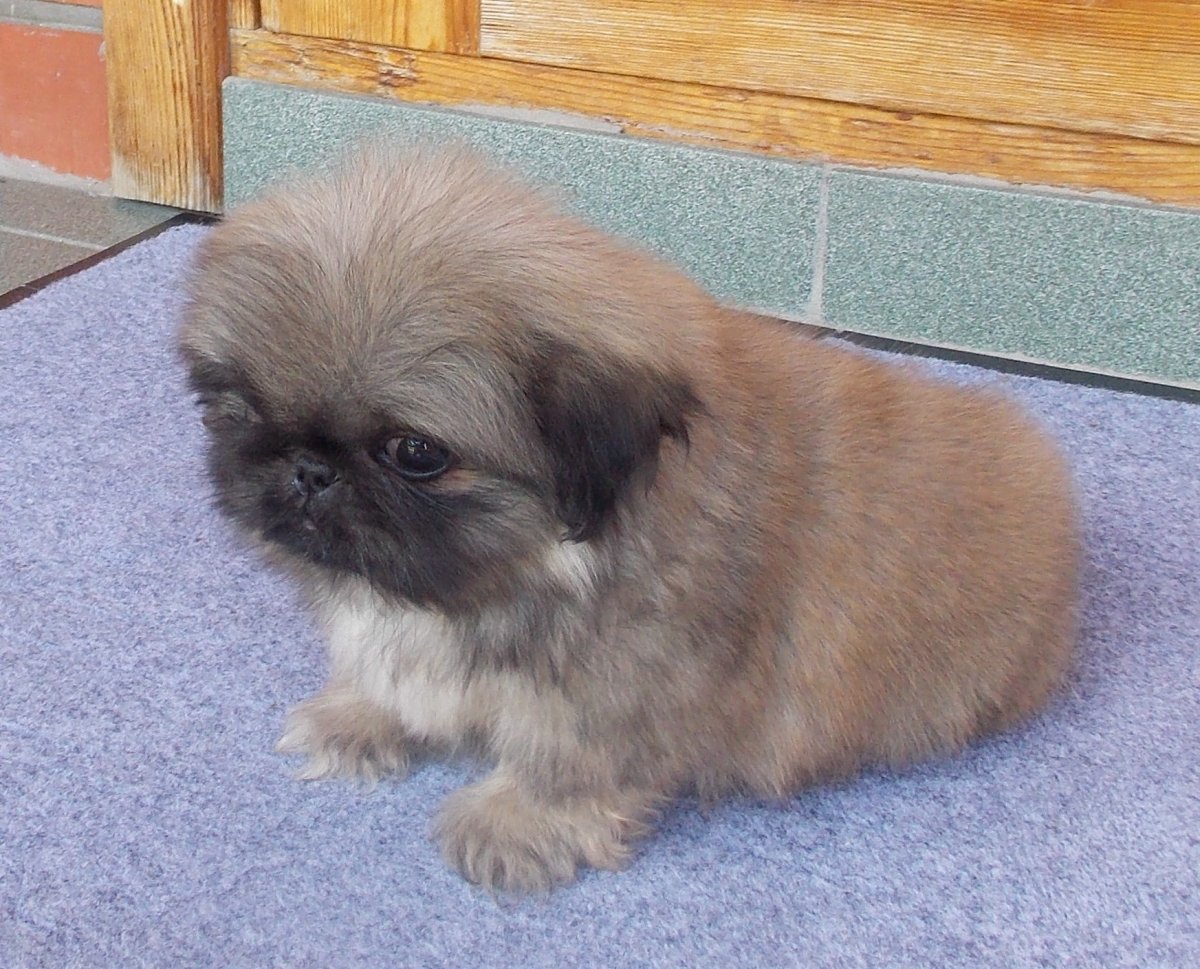 Бойцовский Пекинес