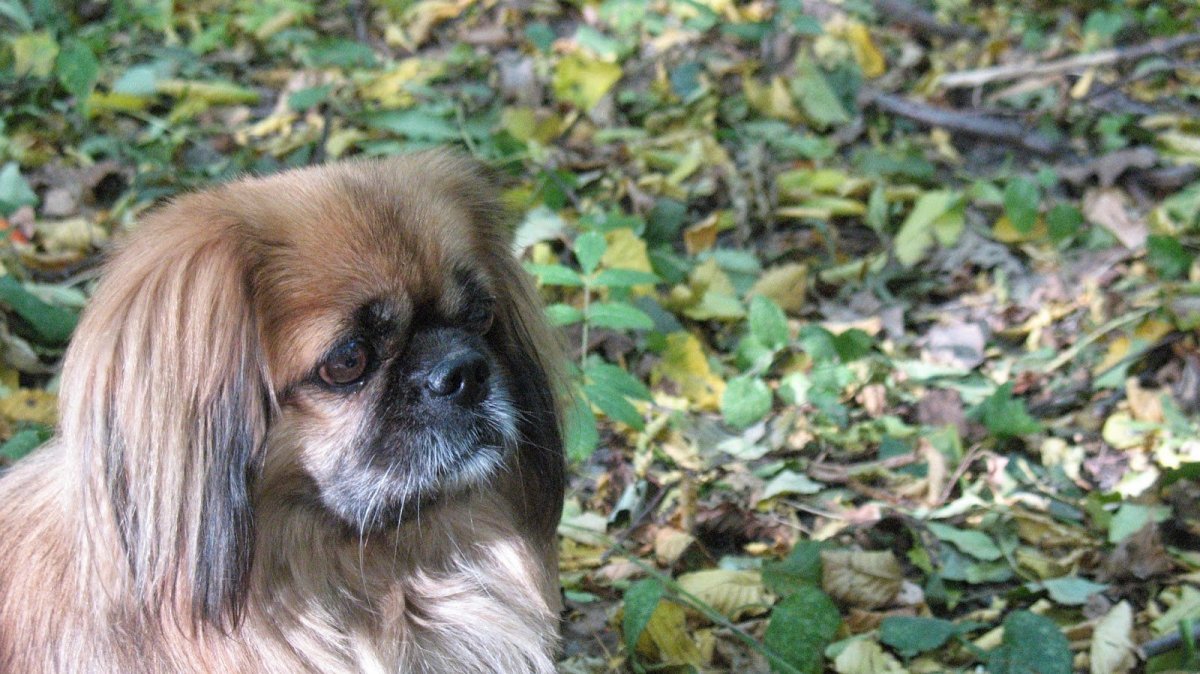 Пекинес щенок характер