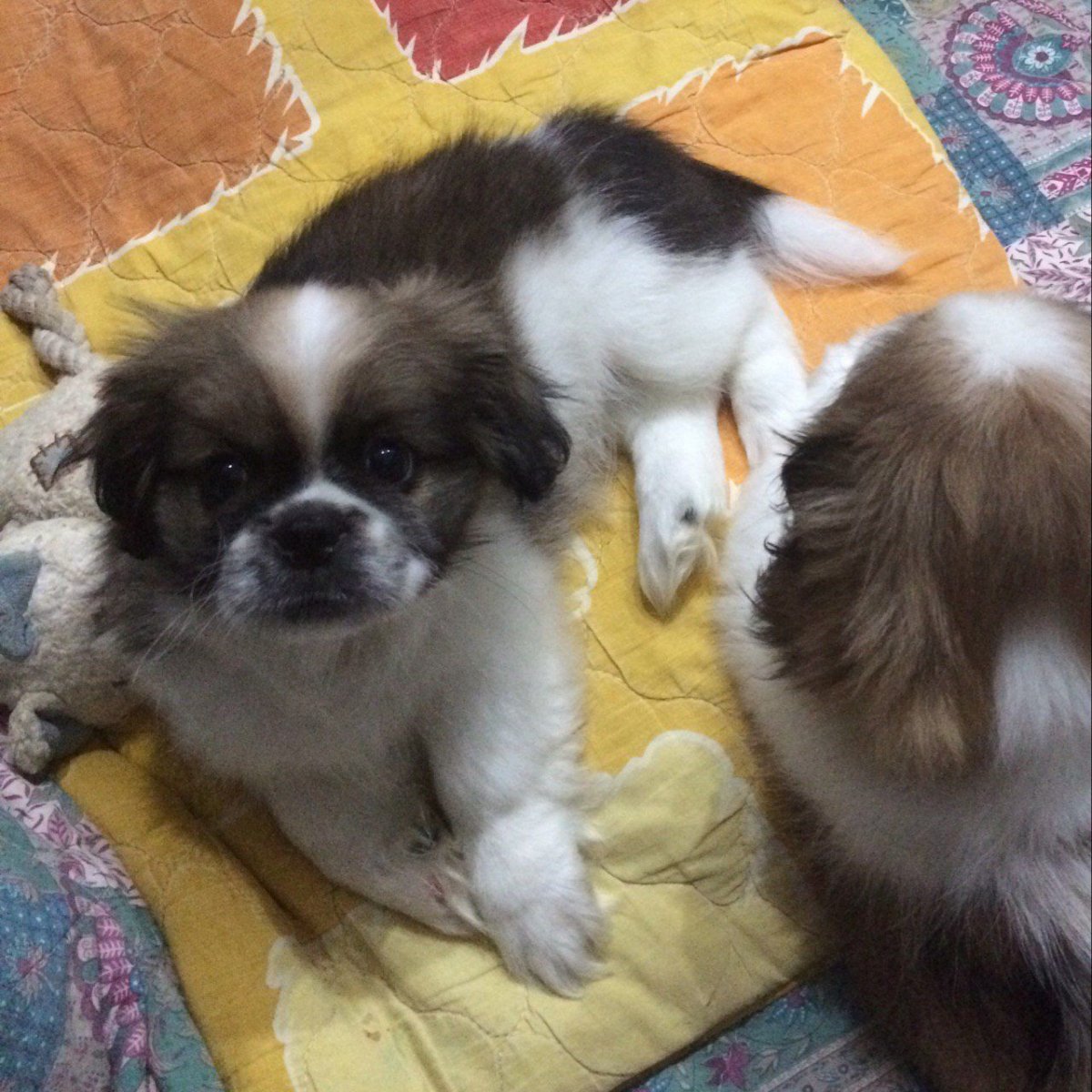 Пекинес гладкошерстный