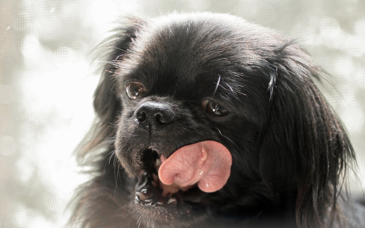 Гибриды пекинесов