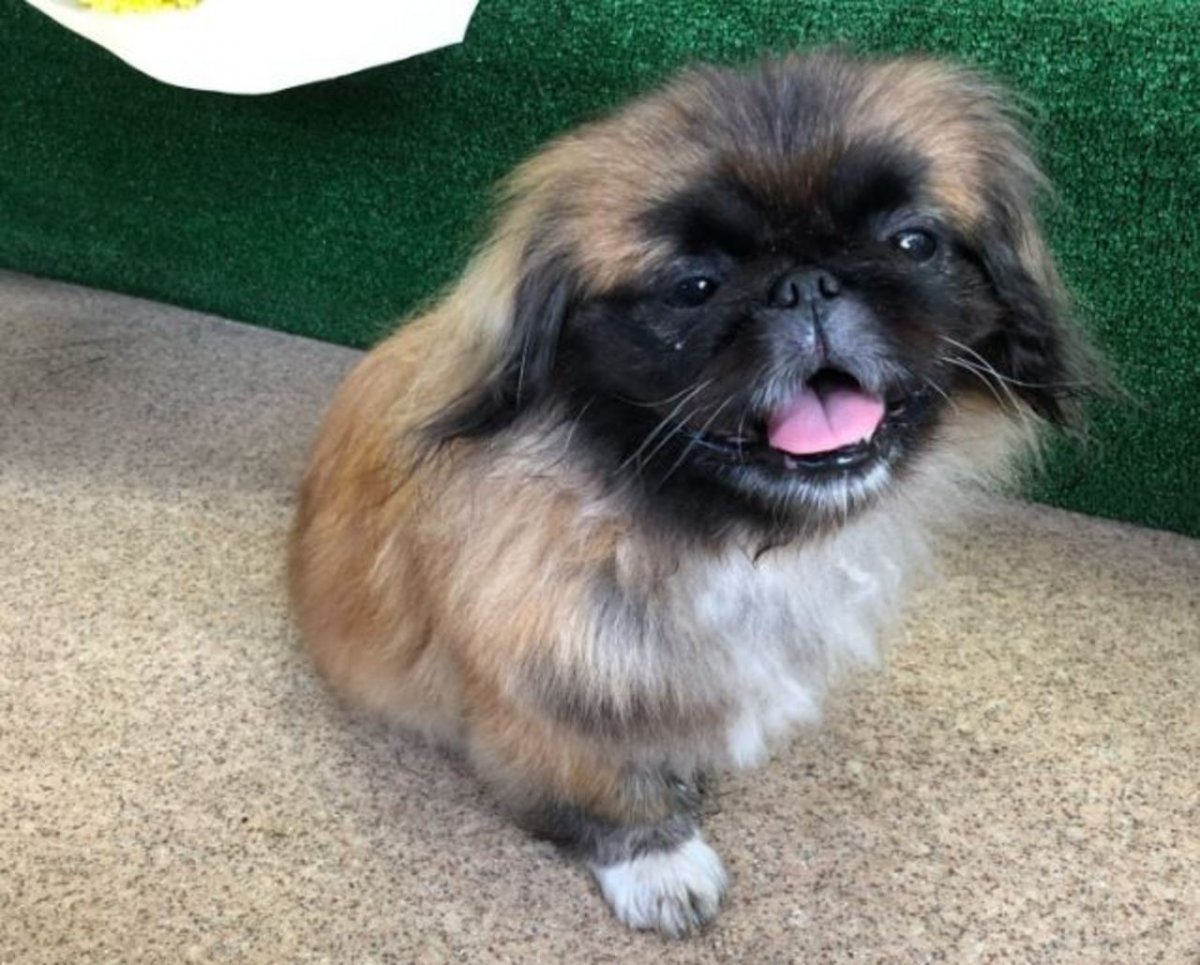 Пекинес щенок