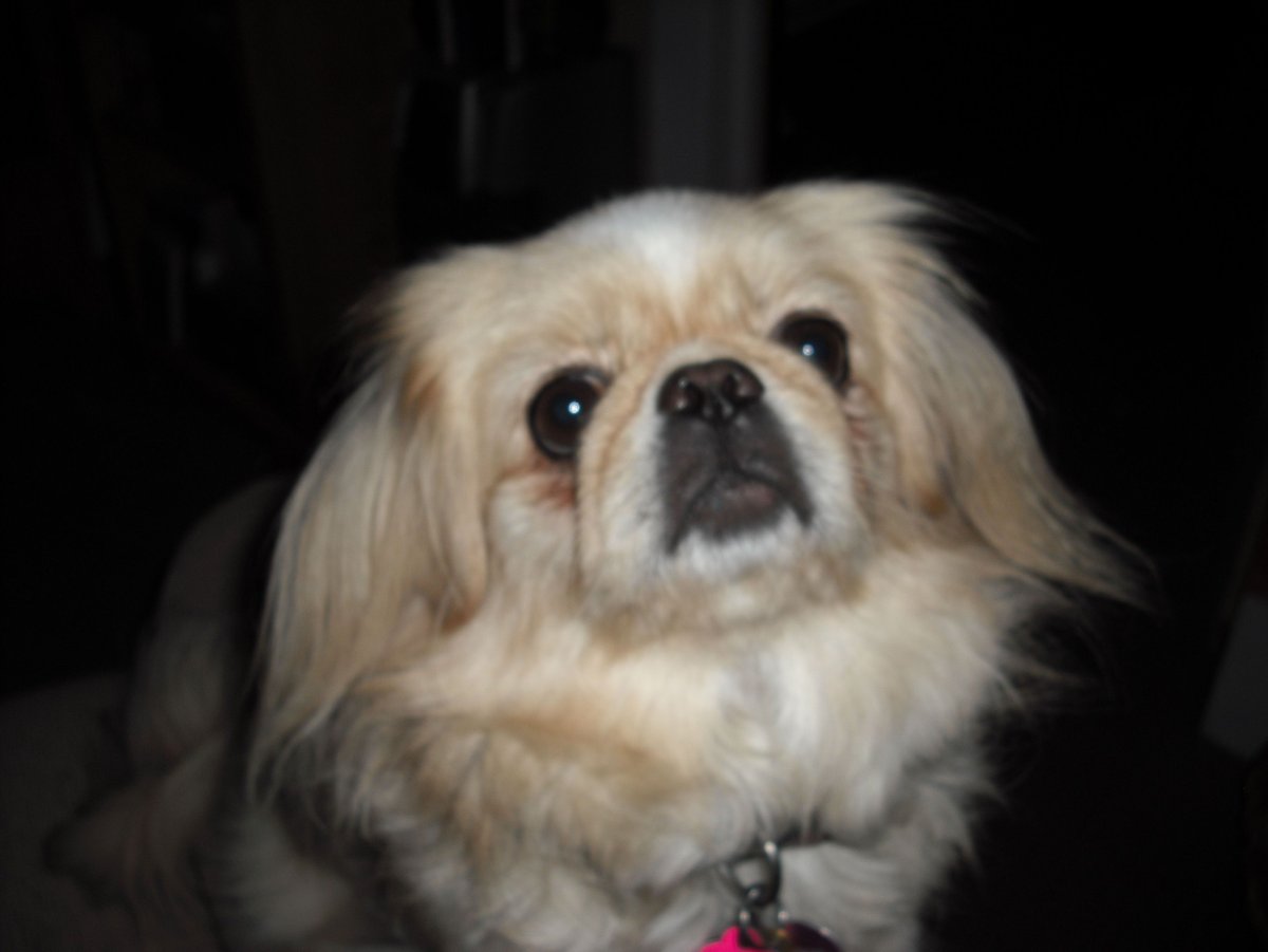 Тибетский спаниель и Пекинес